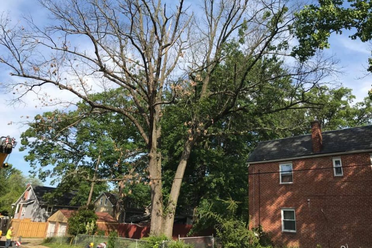 Large tree in a residential backyard